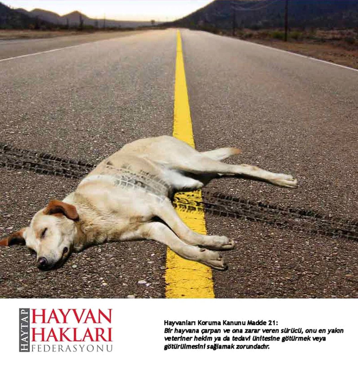 \'Trafikteki Hayvan Katliamı Durdurulsun\'