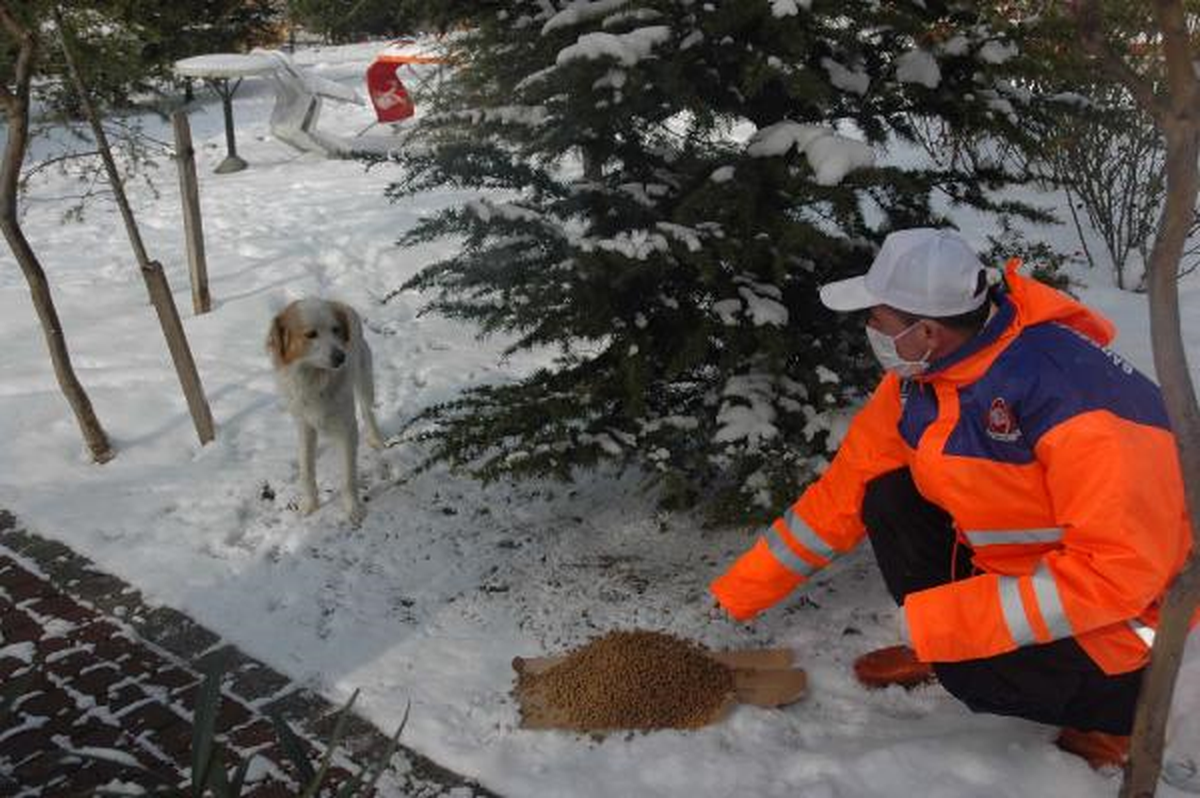 Yoğun Karda Kuşlar, Kedi ve Köpekler Unutulmadı