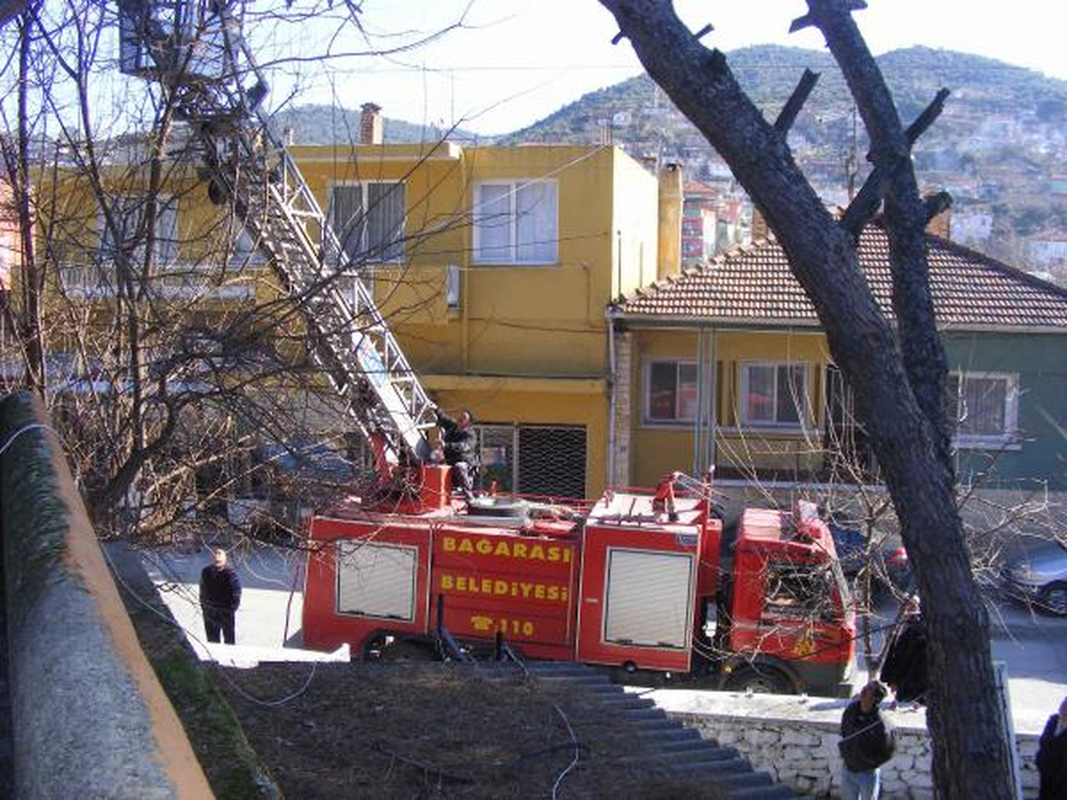 Çam Ağacına Tüneyen Tavuk İçin İtfaiye Seferber Oldu
