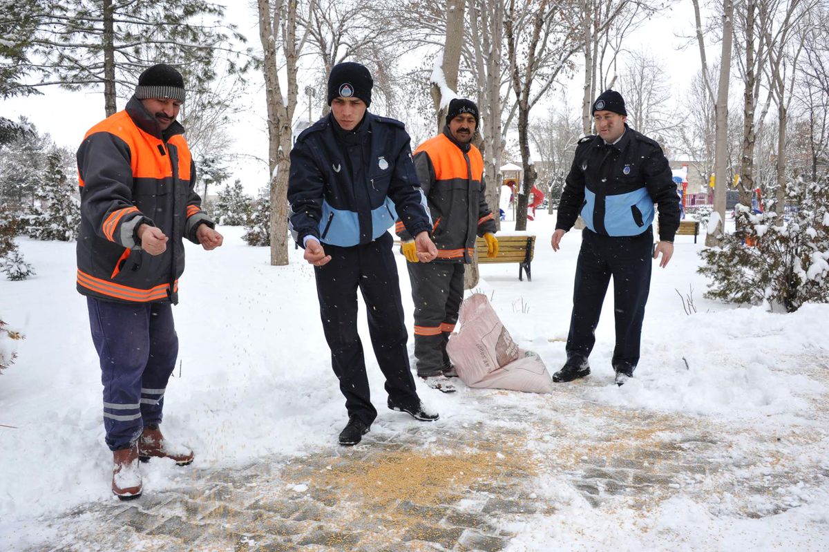 Karaman Belediyesi Kuşlara Yem Bıraktı