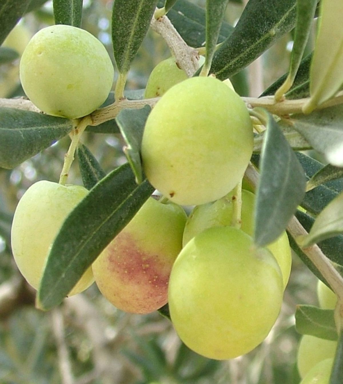Mut\'ta Zeytin Bereketi