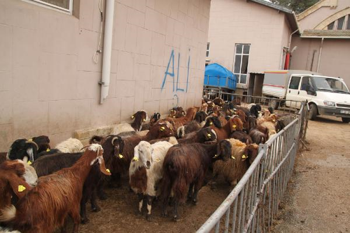 Suriye'den Kaçak Getirilen 235 Keçi Ele Geçirildi