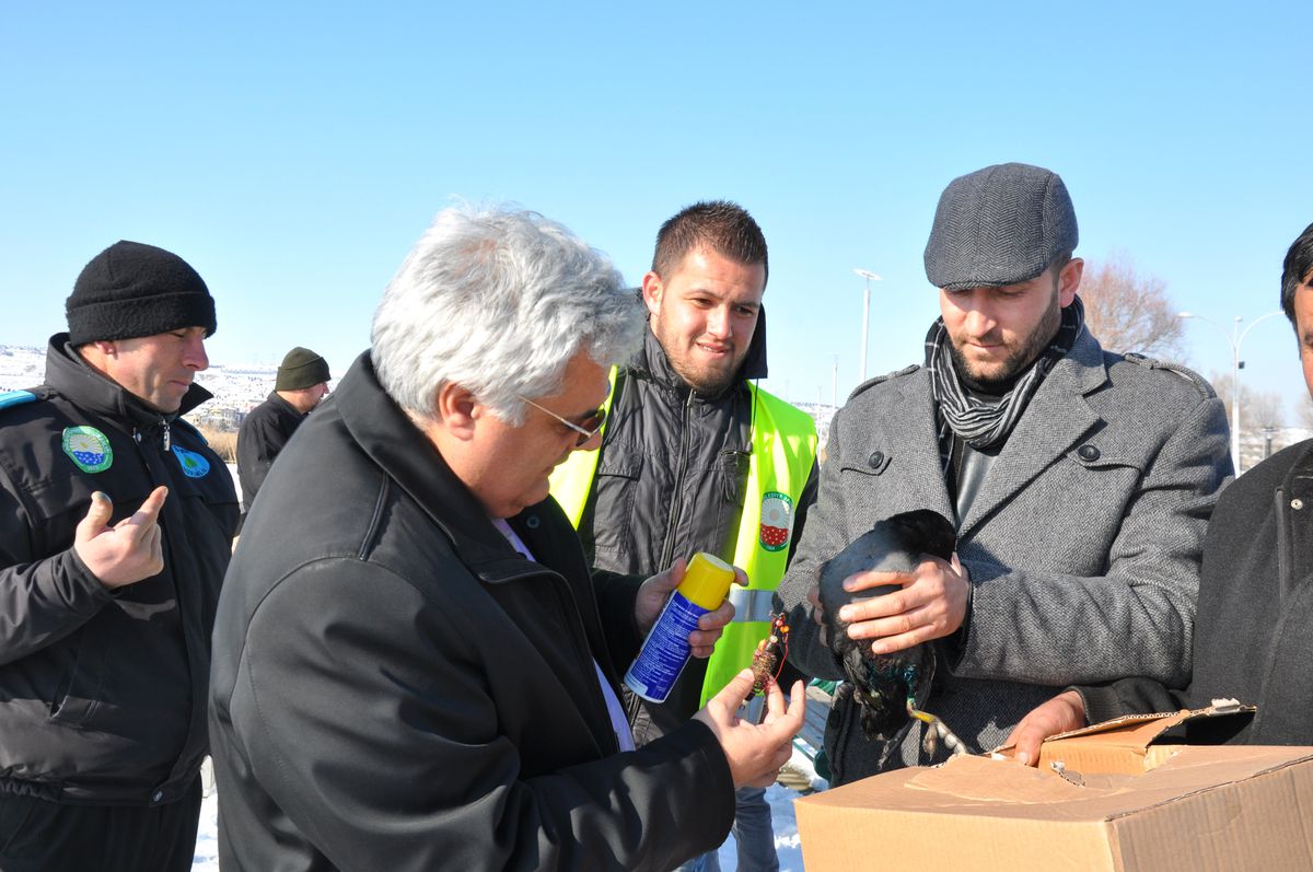 Yaralı Karabatak Kuşunu Kurtarma Operasyonu