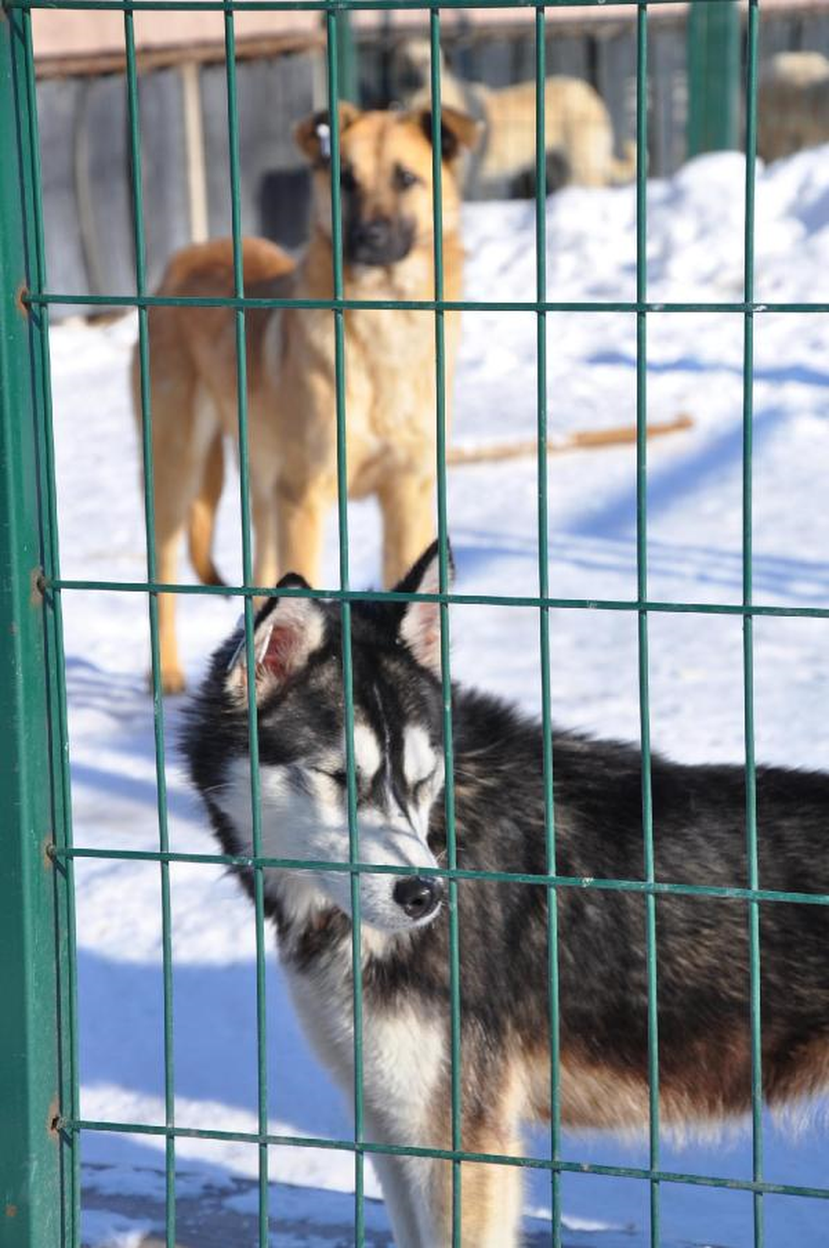 Barınaktaki Köpeklere Protein Desteği