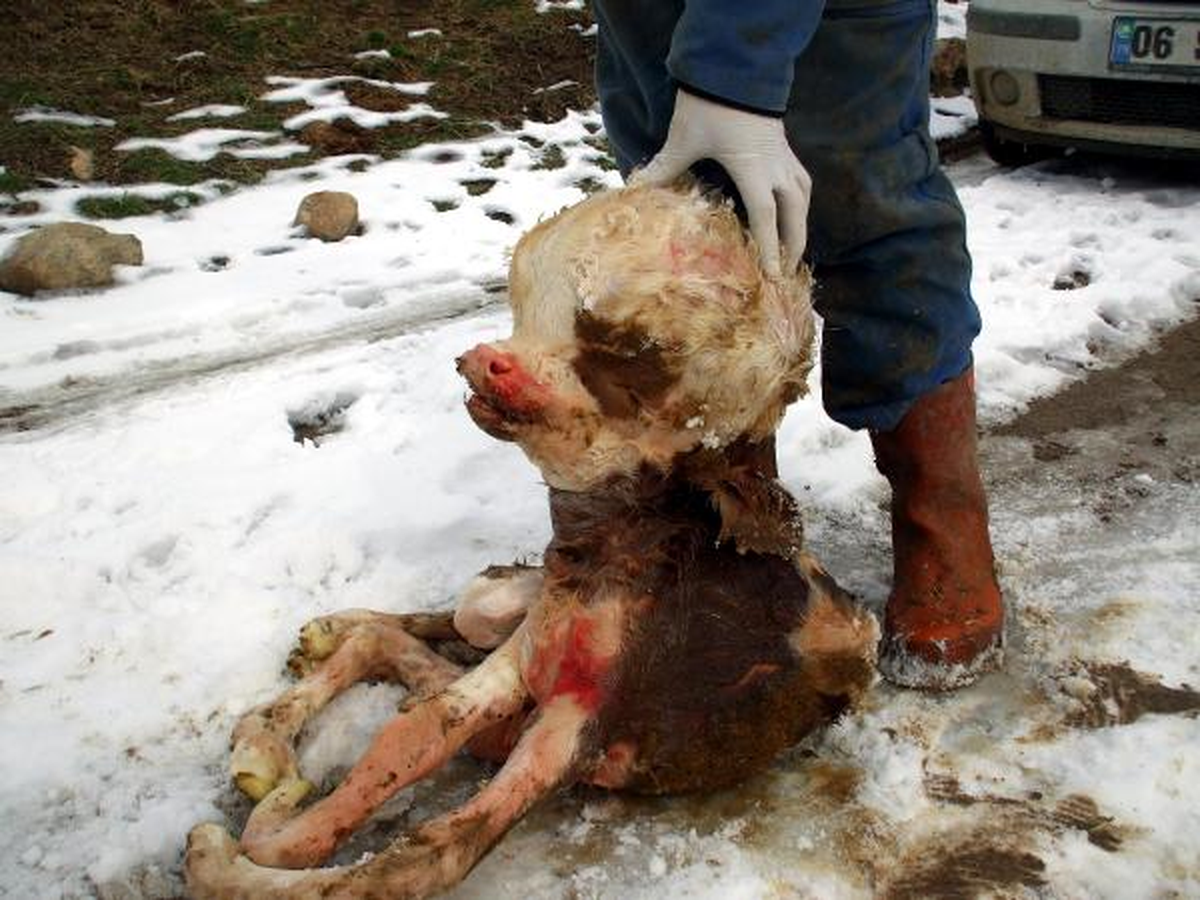 Doğuramayan İneğin Karnından, Başı 3 Kat Büyük Ölü Buzağı Çıktı