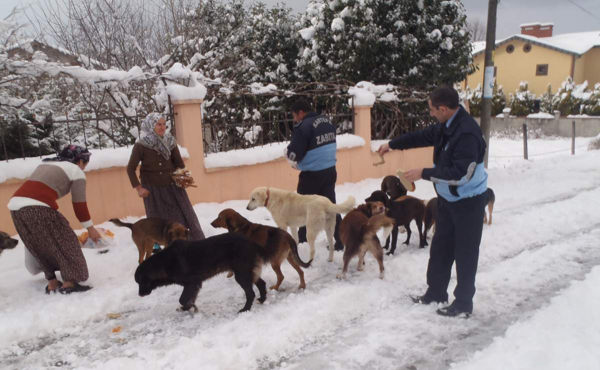 Sokak Hayvanlarına Zabıta Desteği