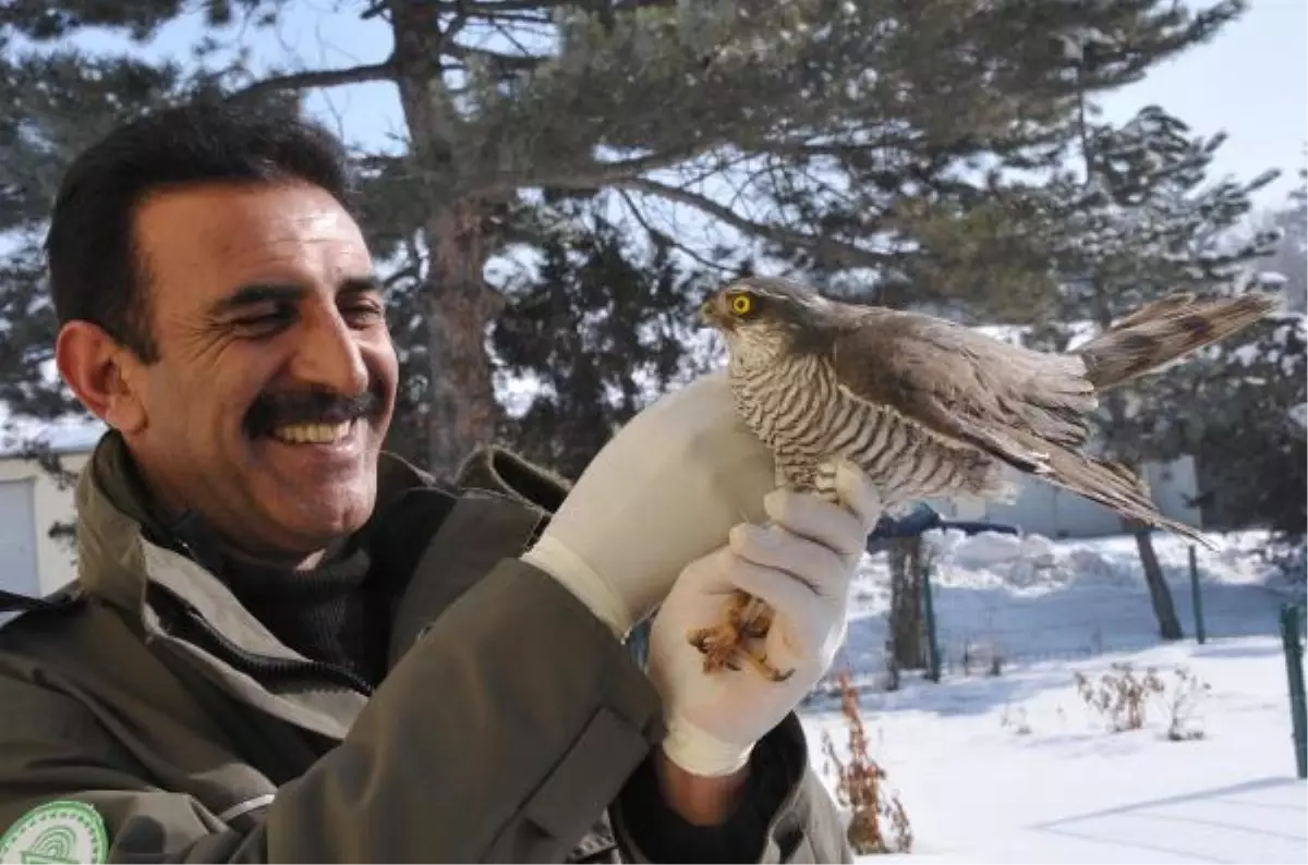 Yaralı Bulunan Doğan ve Kekliğe Tedavi