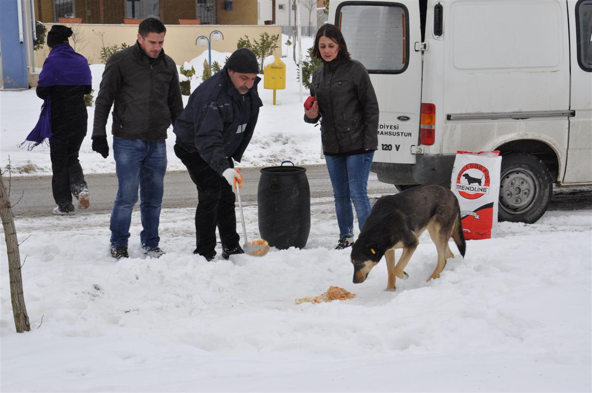 Aç Kalan Köpeklere Yiyecek Dağıtıldı
