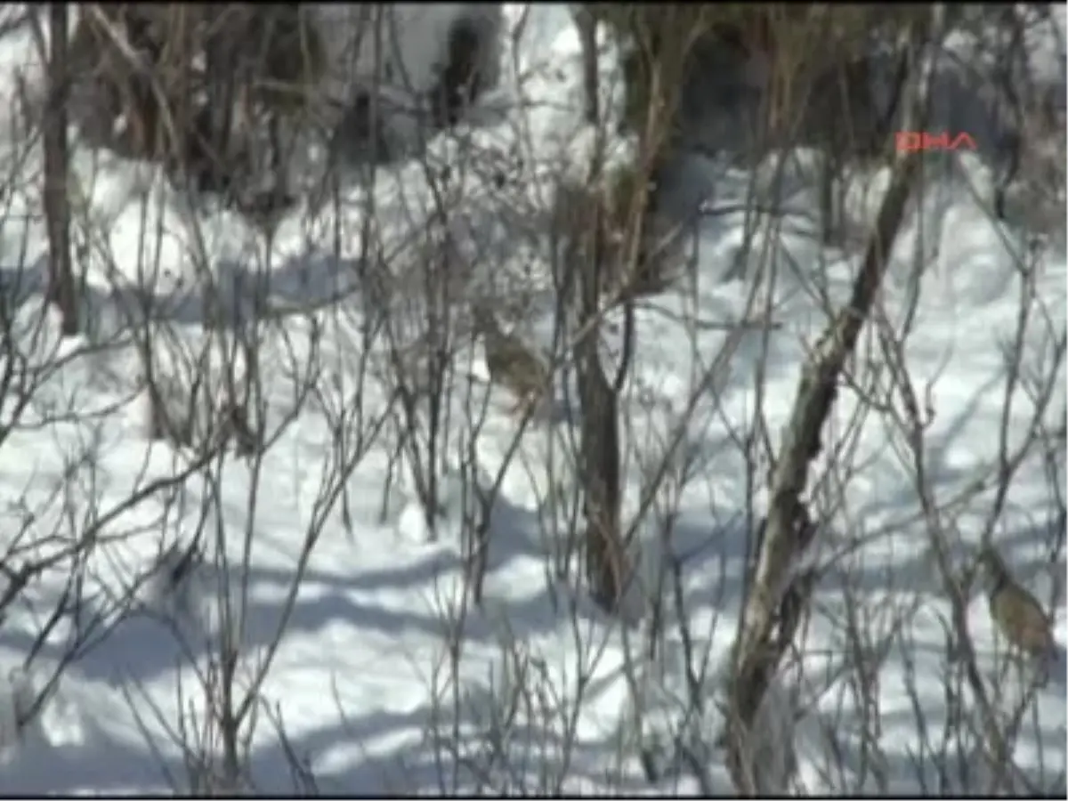 Ağır Kış Şartları Yaban Hayvanlarına da Etkiledi