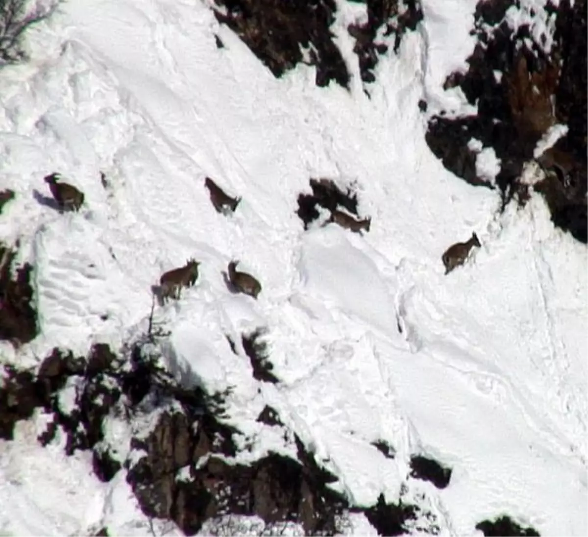 Ağır Kış Şartları Yaban Hayvanlarını da Etkiledi