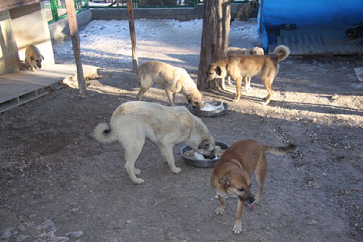 Belediye Sokak Köpeklerine Sahip Çıktı