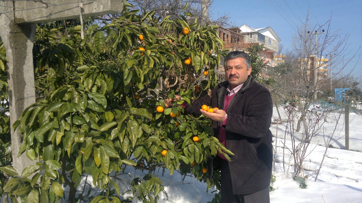 Fındığa Yeni Alternatif 'Mandalina'