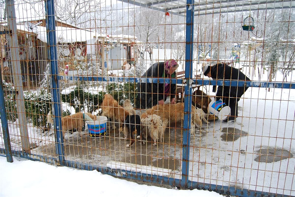 Gemlik Belediyesi Karda Aç Kalan Sokak Hayvanlarını Besledi