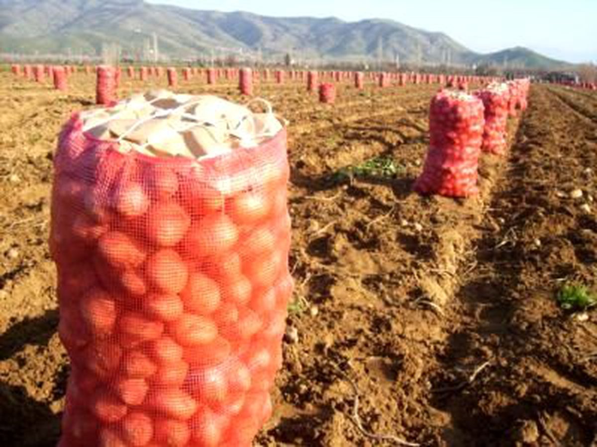 Nevşehir ve Niğde'de Patatesler Depoda Kaldı