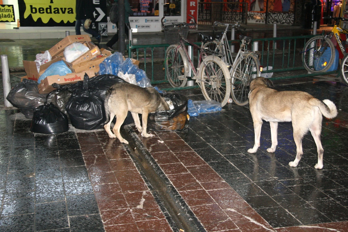 Sokak Köpekleri Çöplerden Yiyicek Arıyor