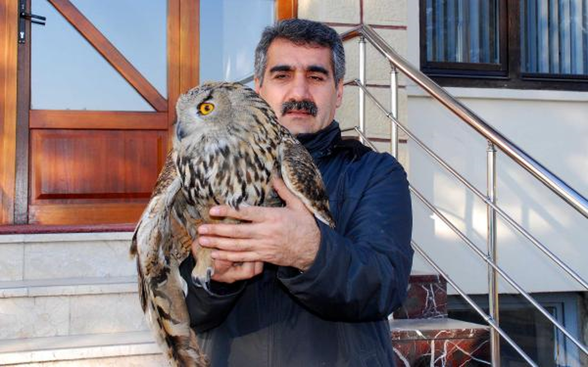 Bahçedeki 2,5 Metrelik Yaralı Baykuş Şaşırttı