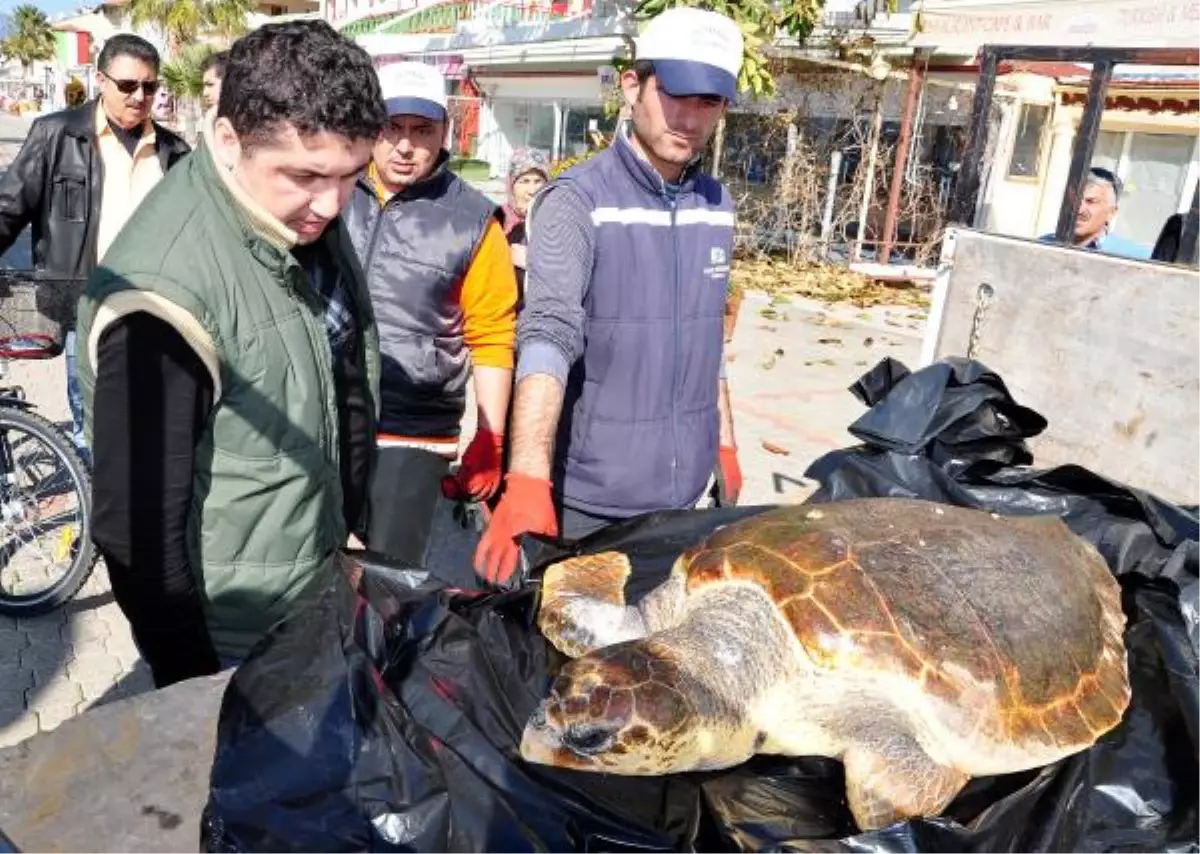 Fethiye\'de Ölü Caretta Sahile Vurdu