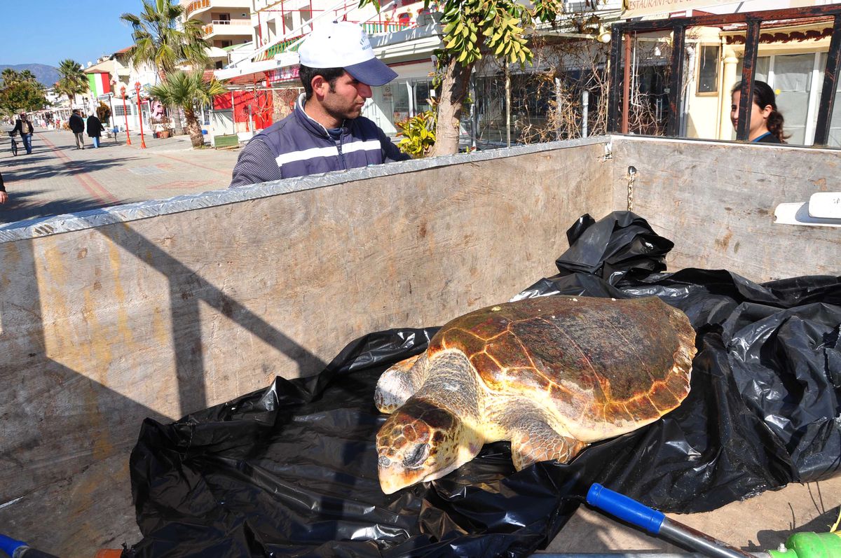 Fethiye Sahilinde Ölü Bir Caretta Bulundu
