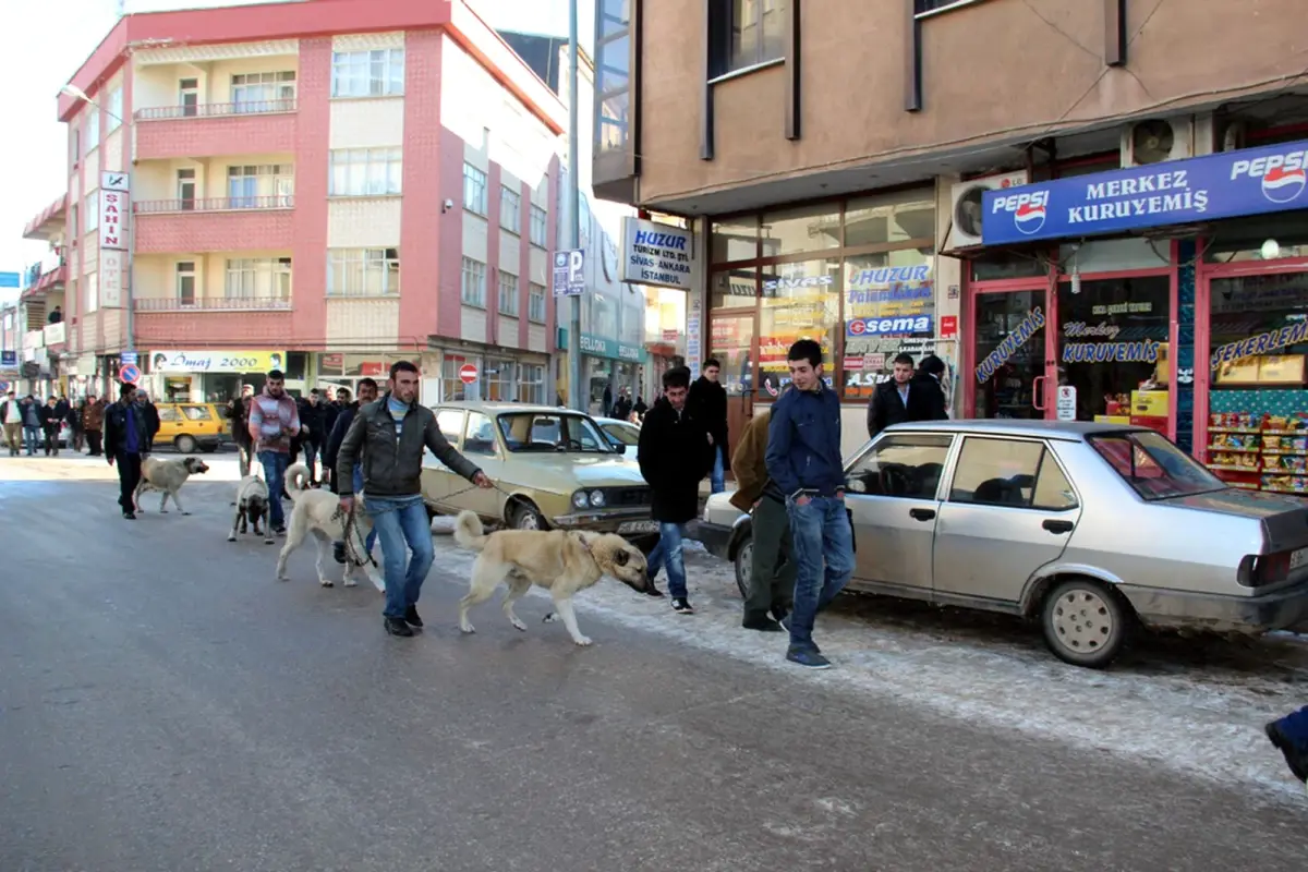 Kangal Köpeklerinin Çarşı Keyfi