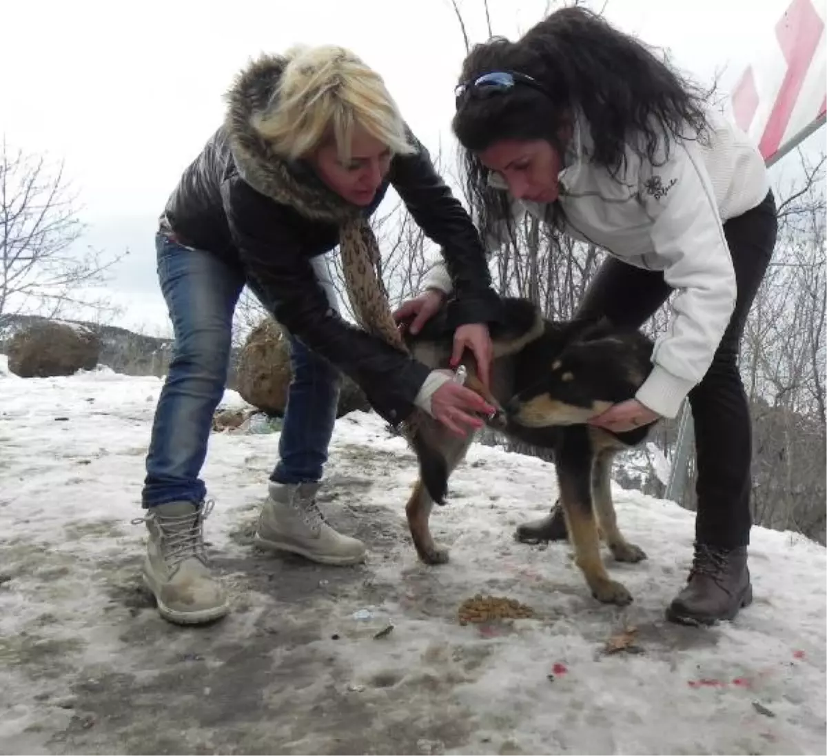 Yaralı Köpekleri Doyurup Tedavi Ettiler