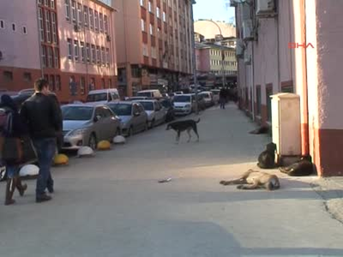 Belediyenin Bıraktığı Köpekler 87 Tavuğumu Parçaladı İddiası