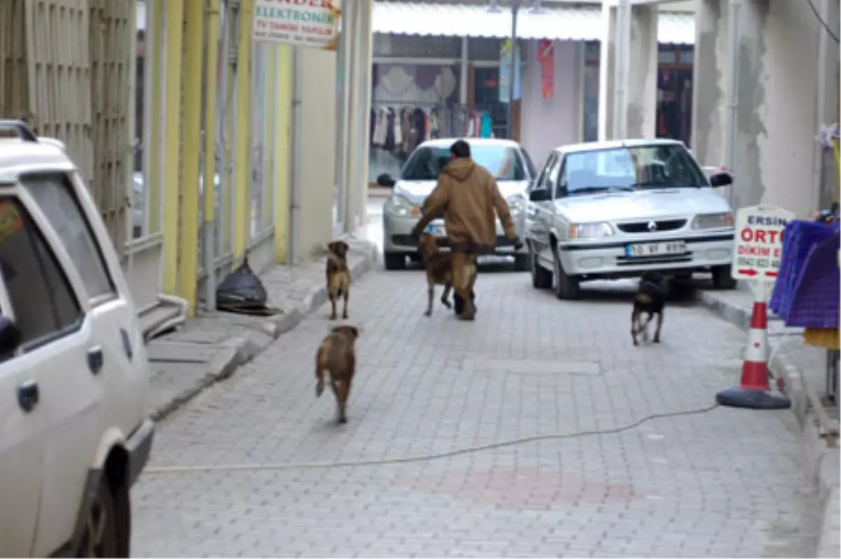 Sokak Köpeklerine Profesyonel Önlem