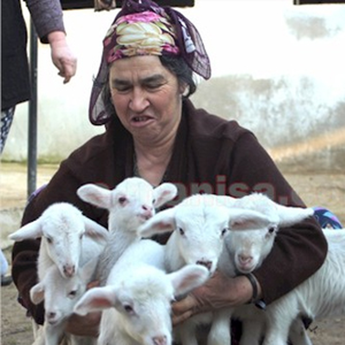 Koyun Bir Batında 6 Yavru Dünyaya Getirdi