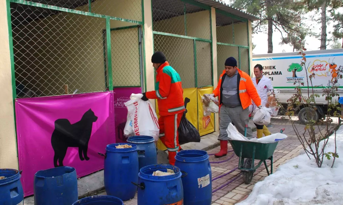 Bayat Ekmekler Milli Servete Katkı Sağlıyor