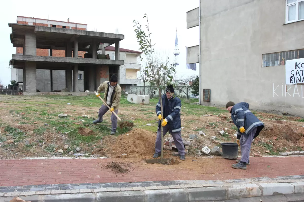 Çayırova Belediyesi Fidan Dikimini Sürdürüyor