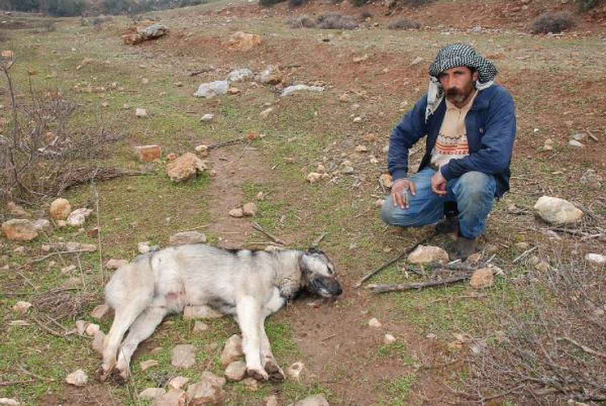 Depremzede Besicilerin 100 Koyunu Çalındı