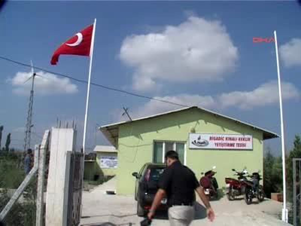 Sa'ya İki Bin Keklik