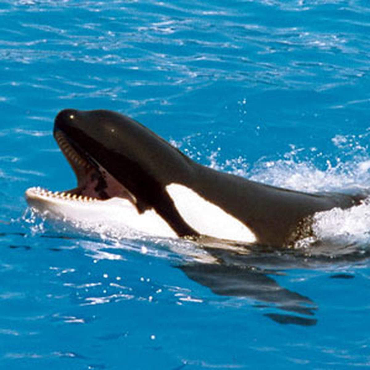 ABD'de 5 Orca Balinası 'Davayı Kaybetti'