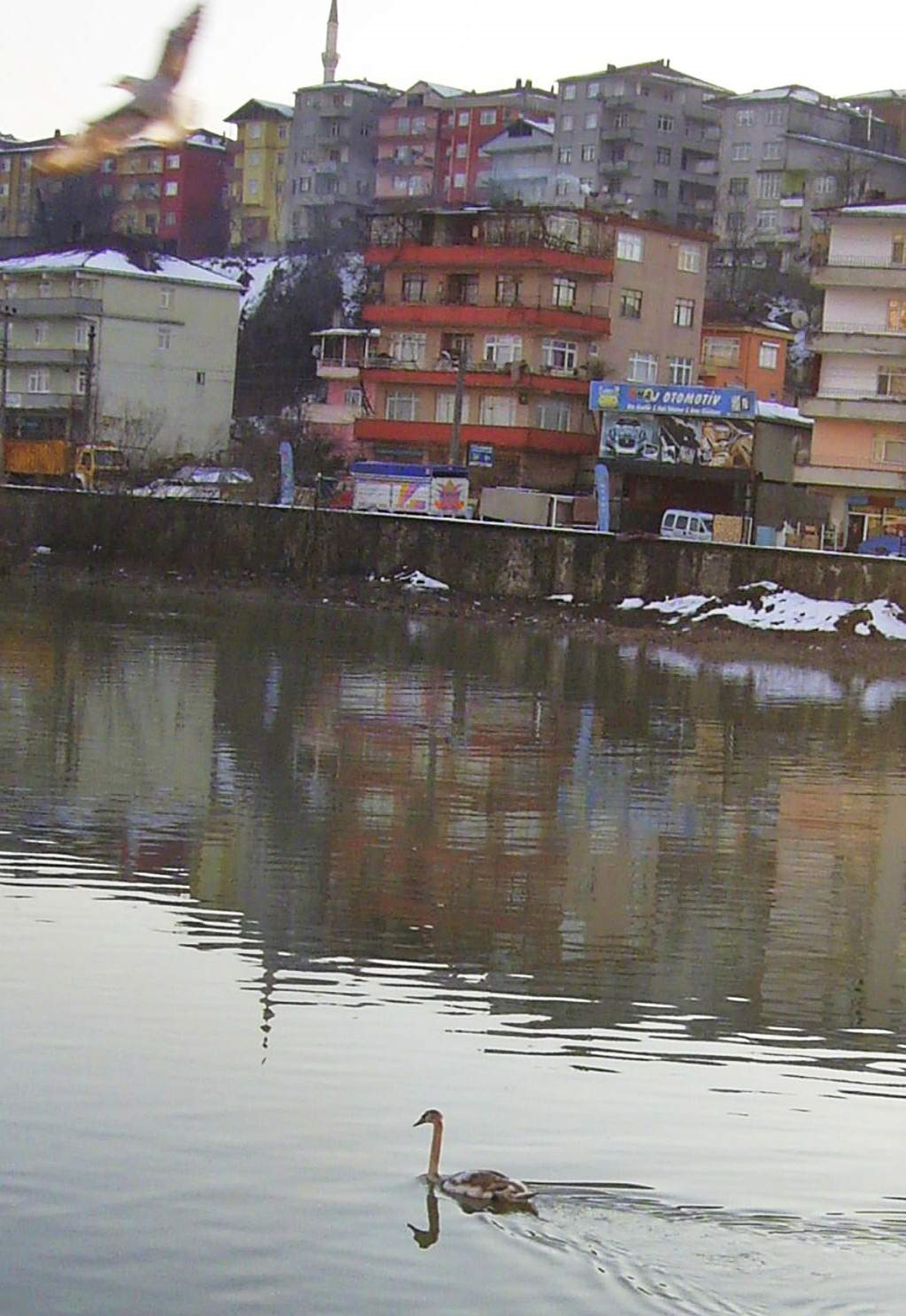 Alaplı\'da Kuğu İlgi Odağı Oldu