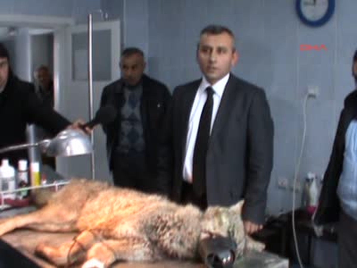 Aç ve Yaralı Kurt Benzin İstasyonuna Sığındı
