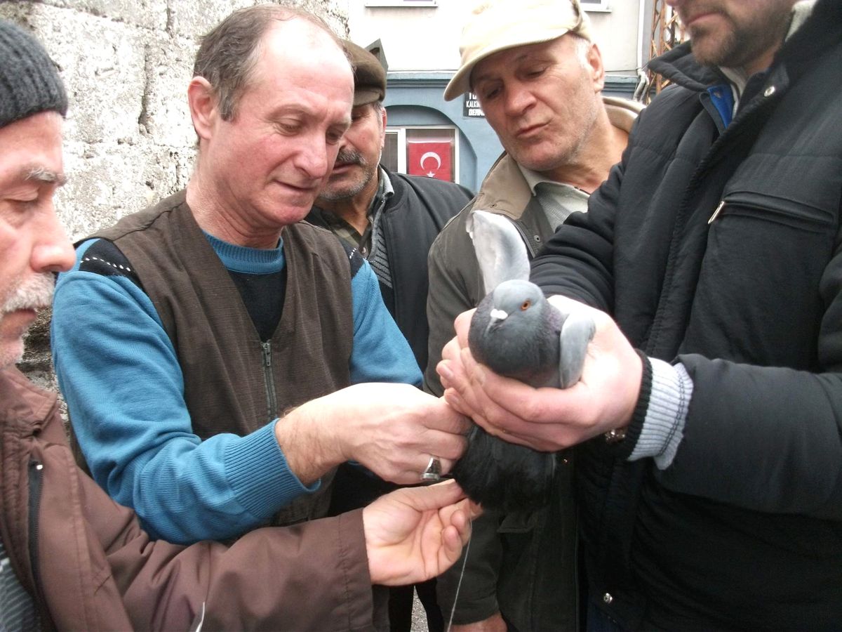Sakar Güvercinler İpe Dolandı