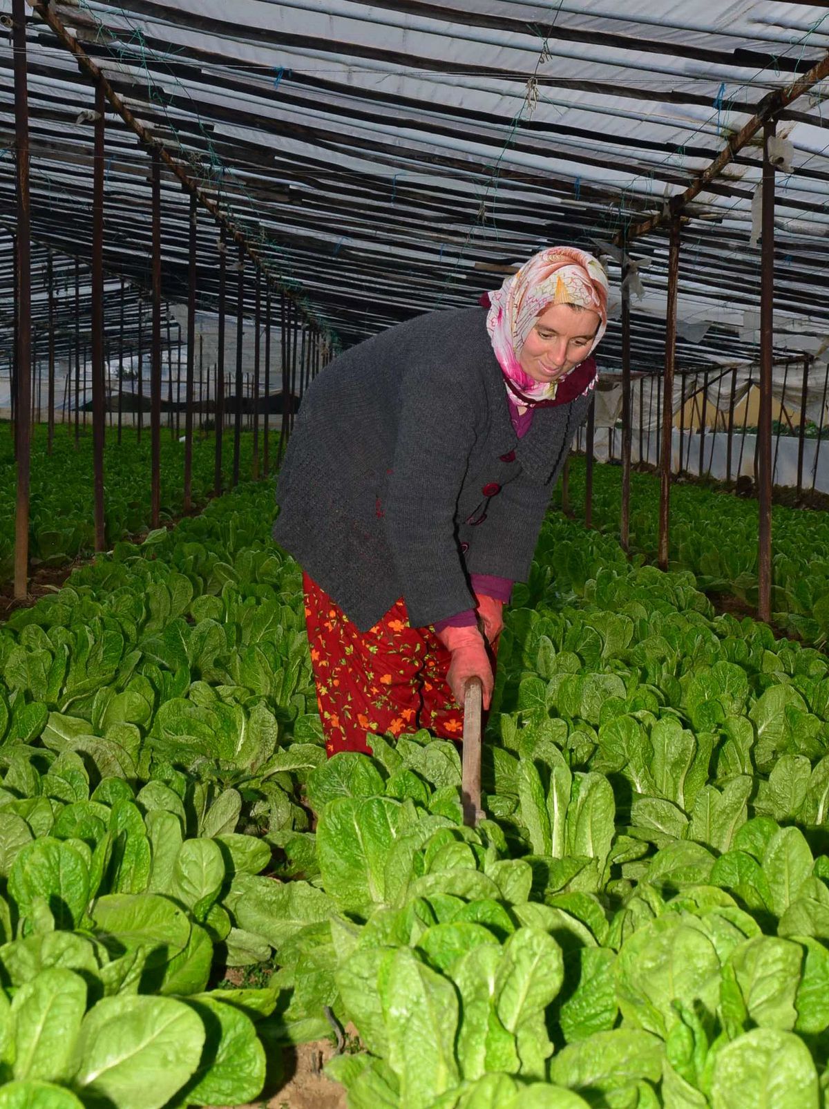Yağmur Marul Üreticilerini Sevindirdi