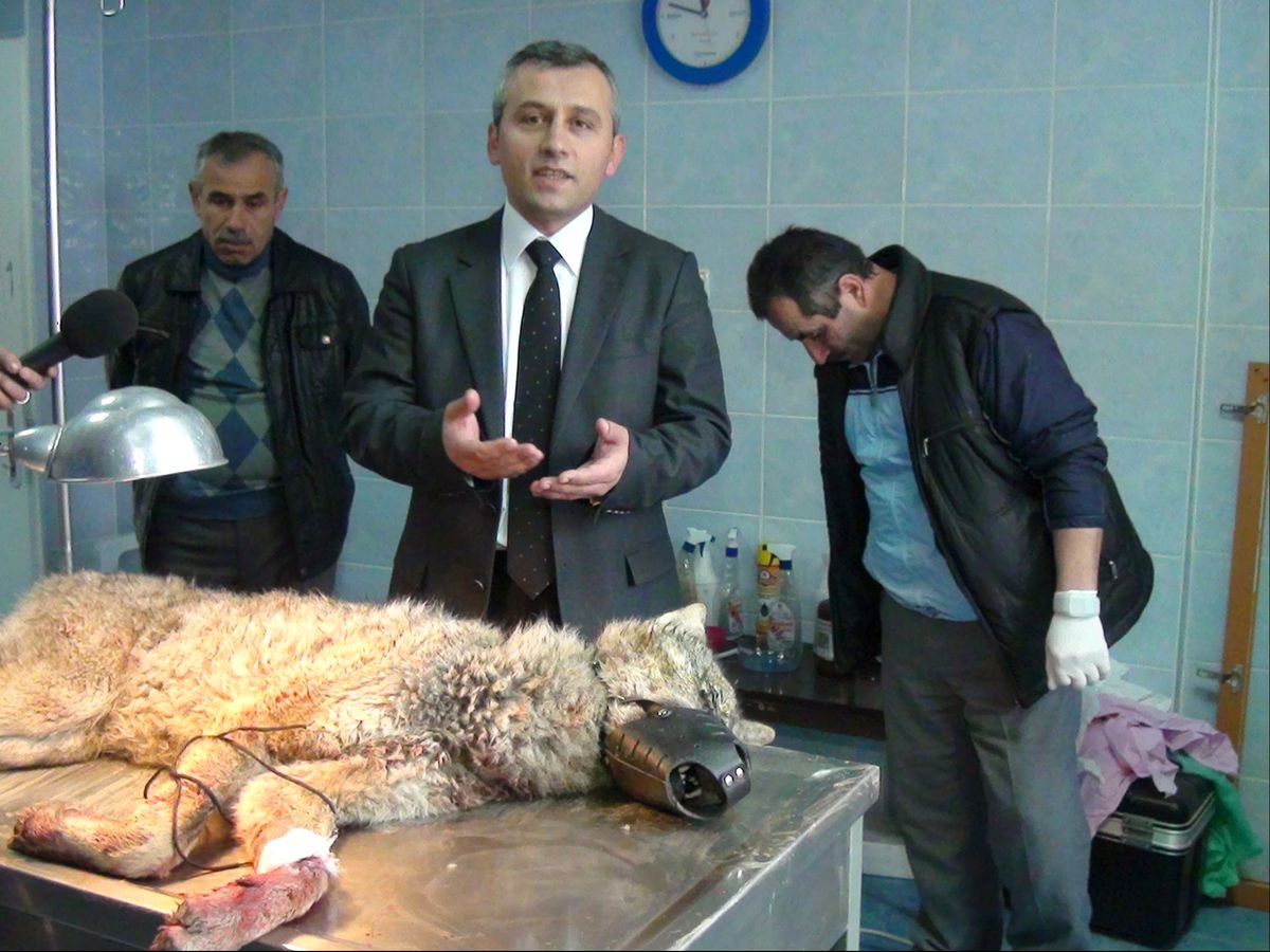 Yaralı Kurt İçin Operasyon