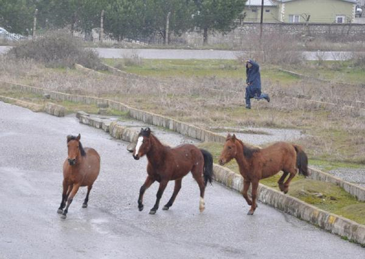 Aç Kalan Yılkı Atları Kente İndi