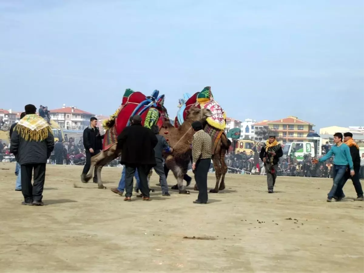 Ayvalık\'ta Deve Güreşi Heyecanı