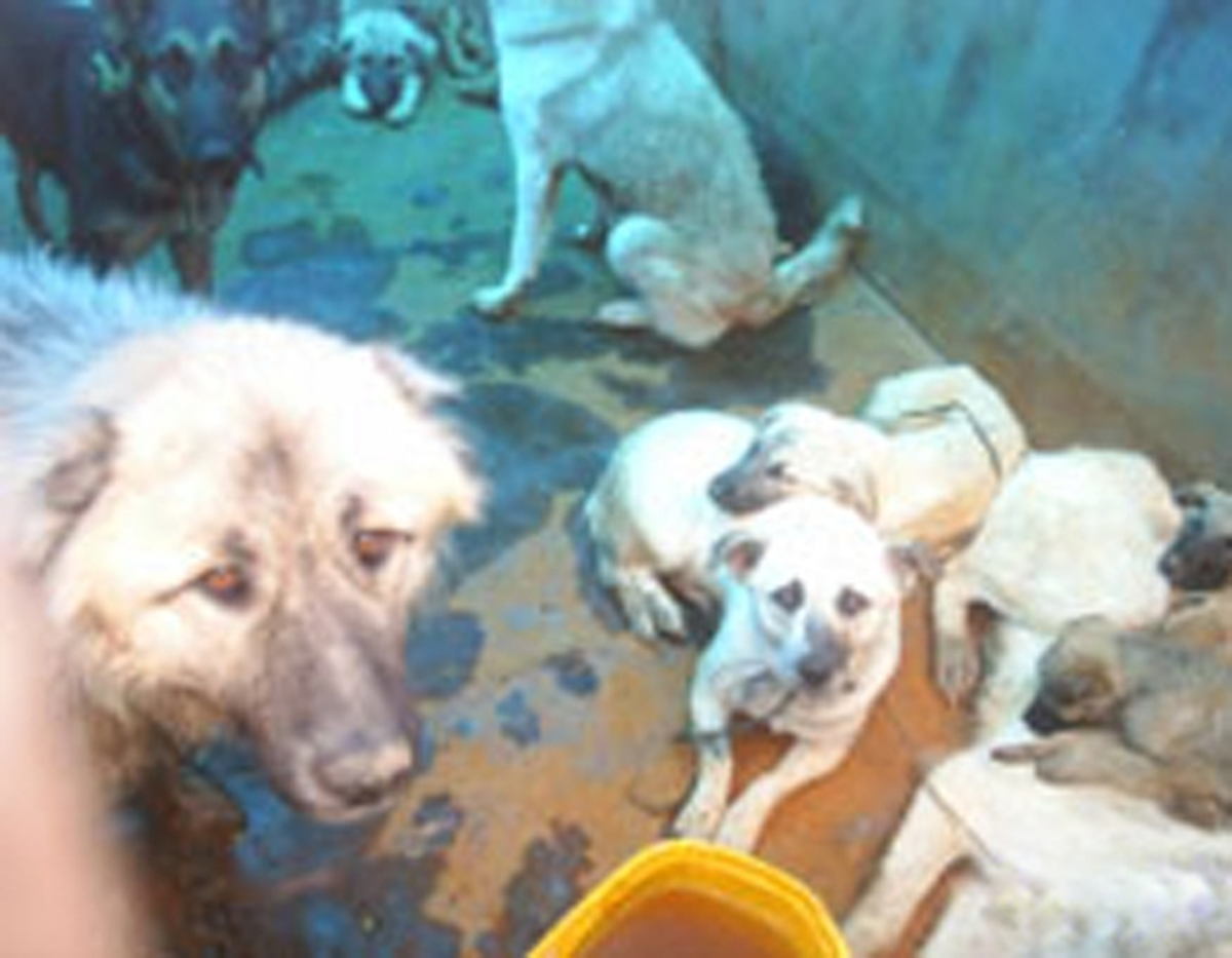 Büyük Köpek 10, Küçük Köpek 5 TL\'ye Yakalandı