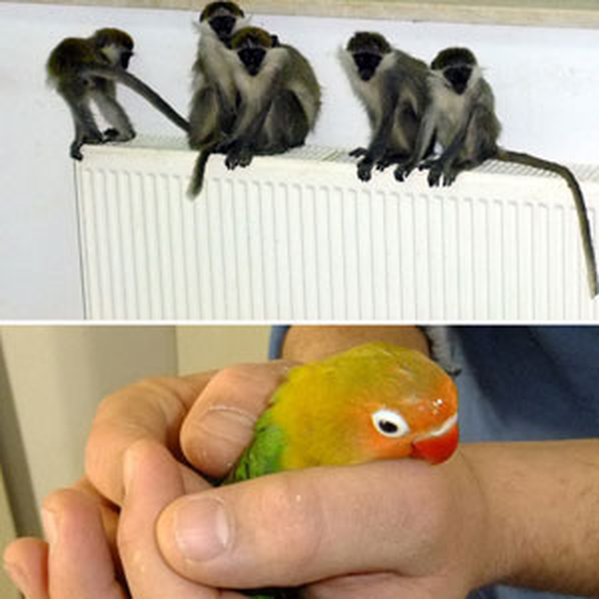 Çuvaldan Maymun, Yedek Lastikten Papağan Çıktı