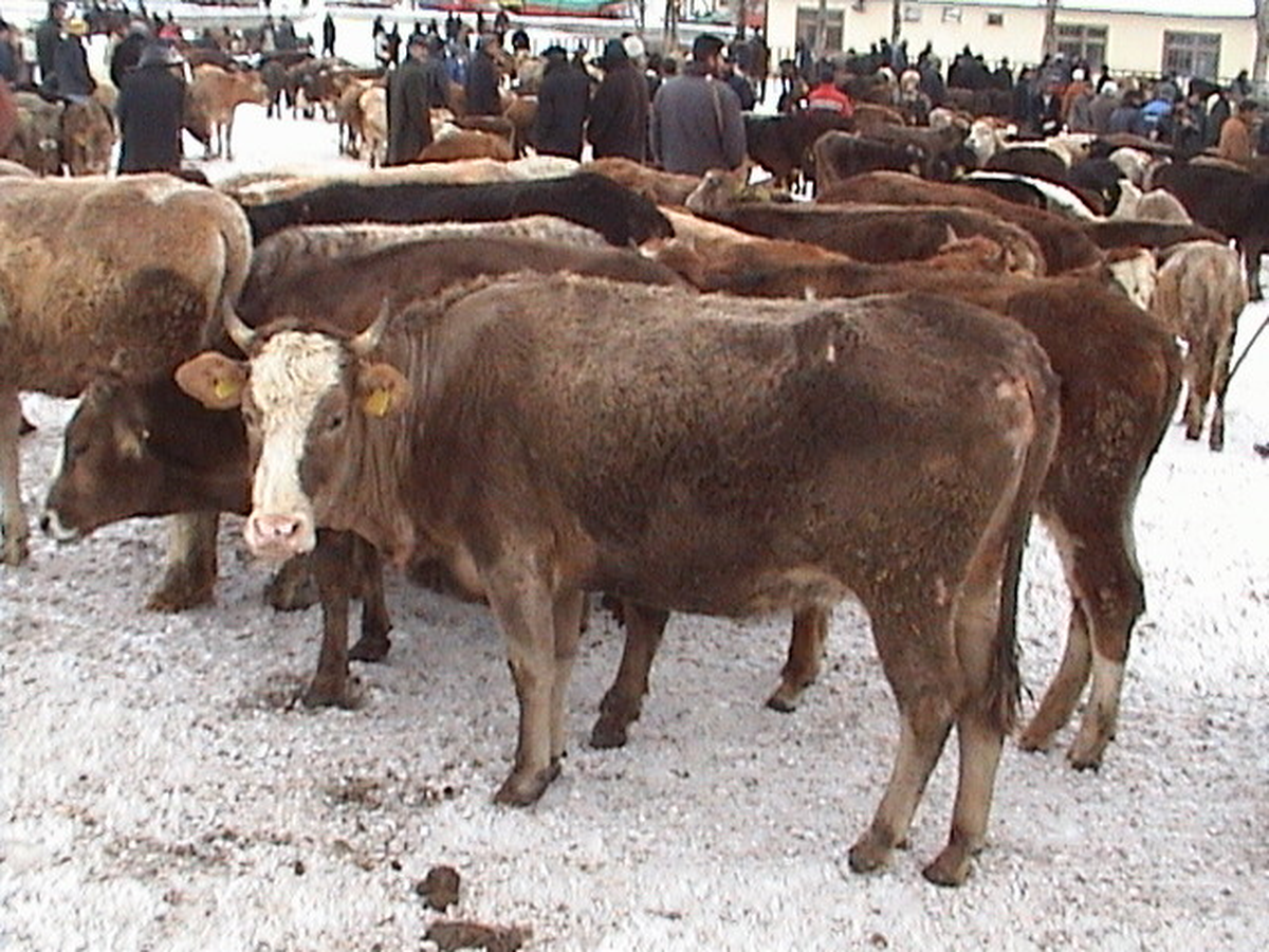 Kars\'ta Hayvan Satıcıları Dertli