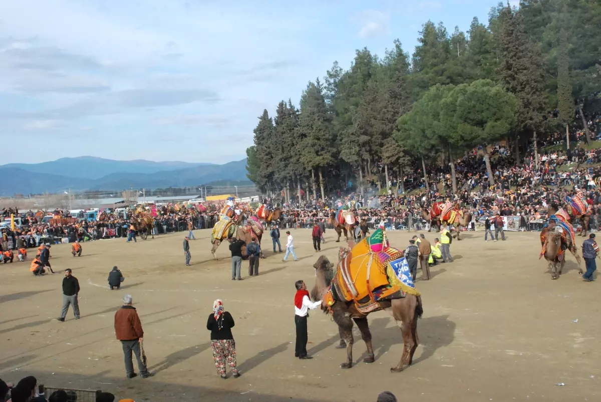 Tire\'de Festival Havasında Deve Güreşi