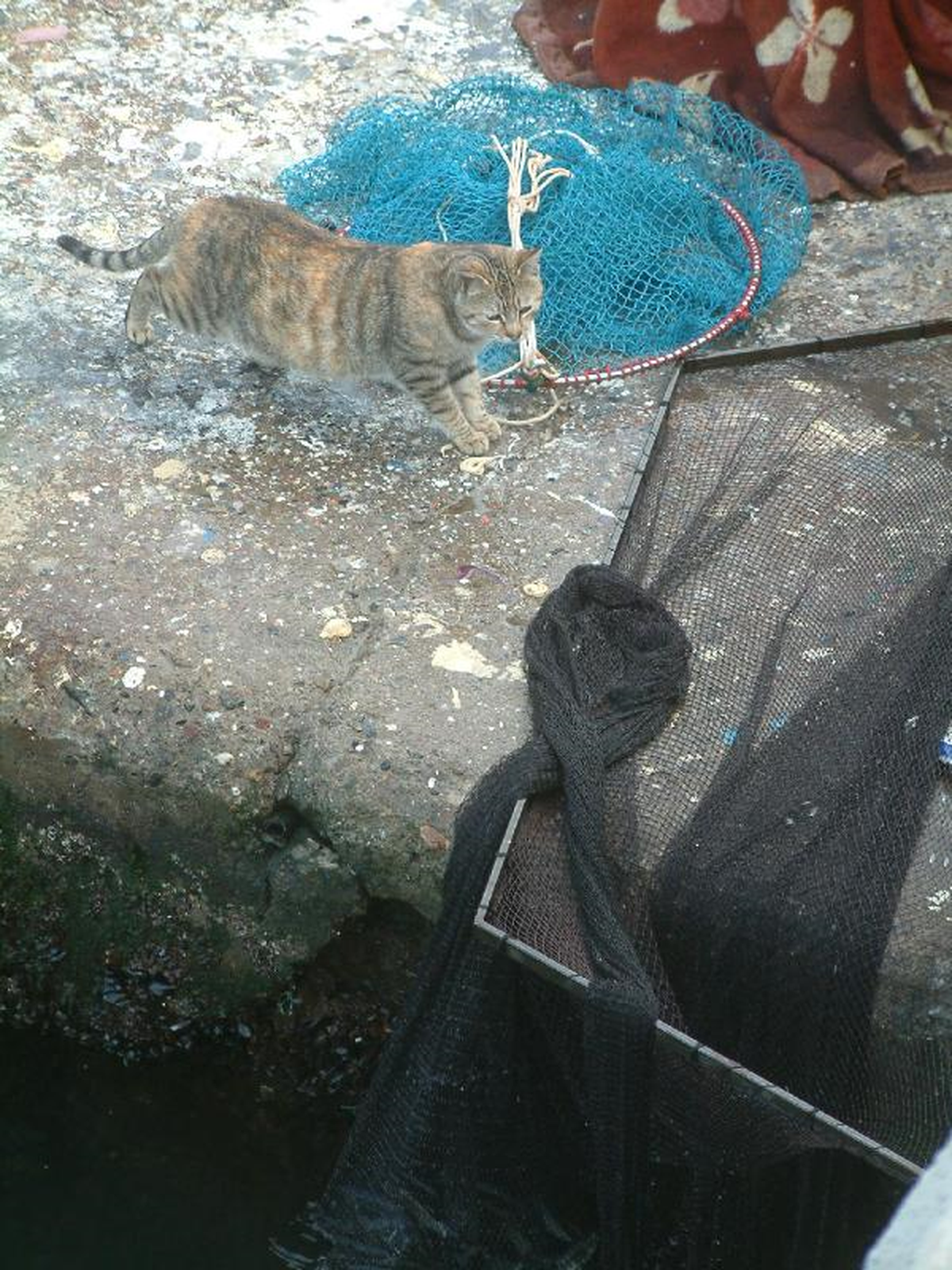 Kedi Ciğere Değil Balığa Ulaşamadı