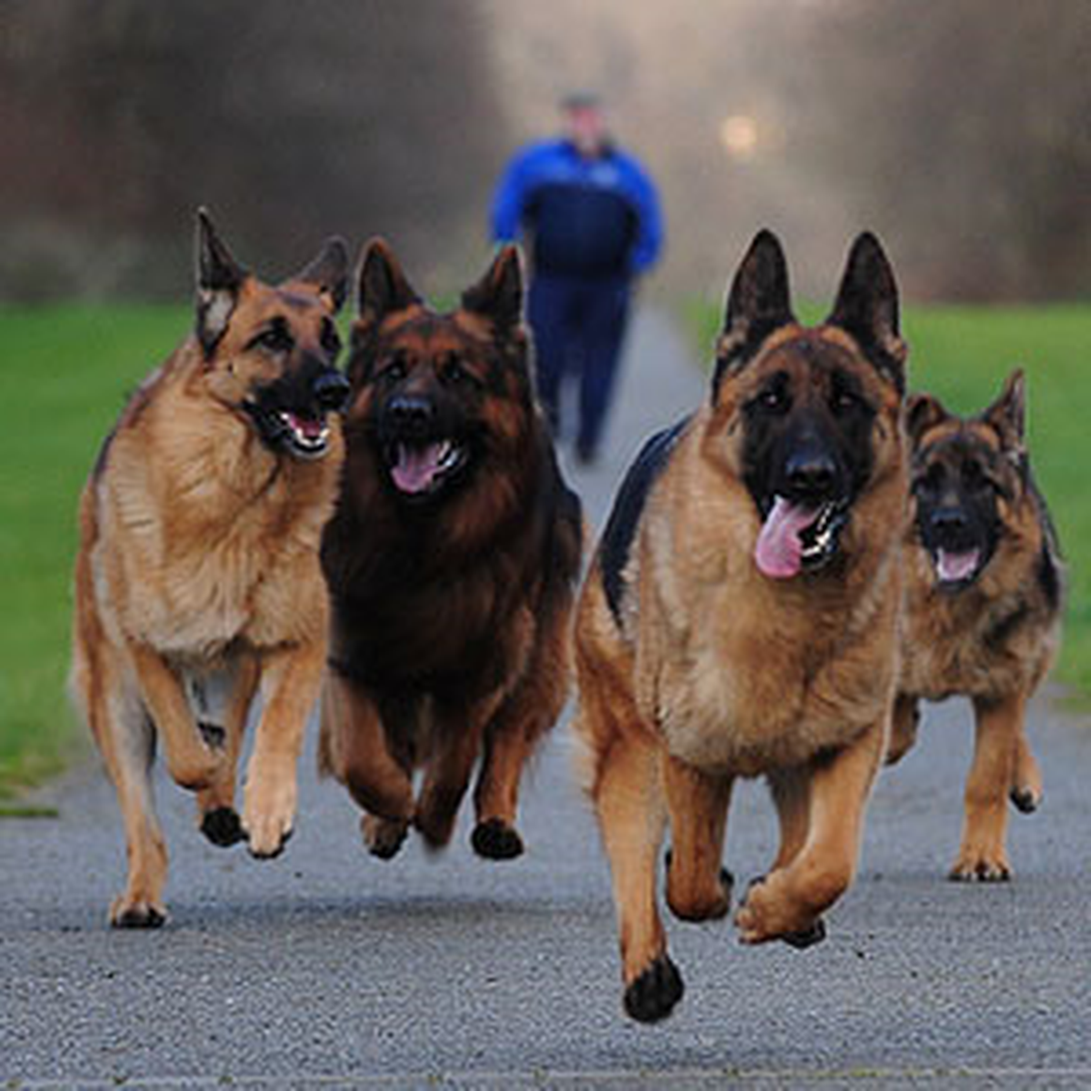 Köpekleri Yayayı Isırınca Kalpten Öldü