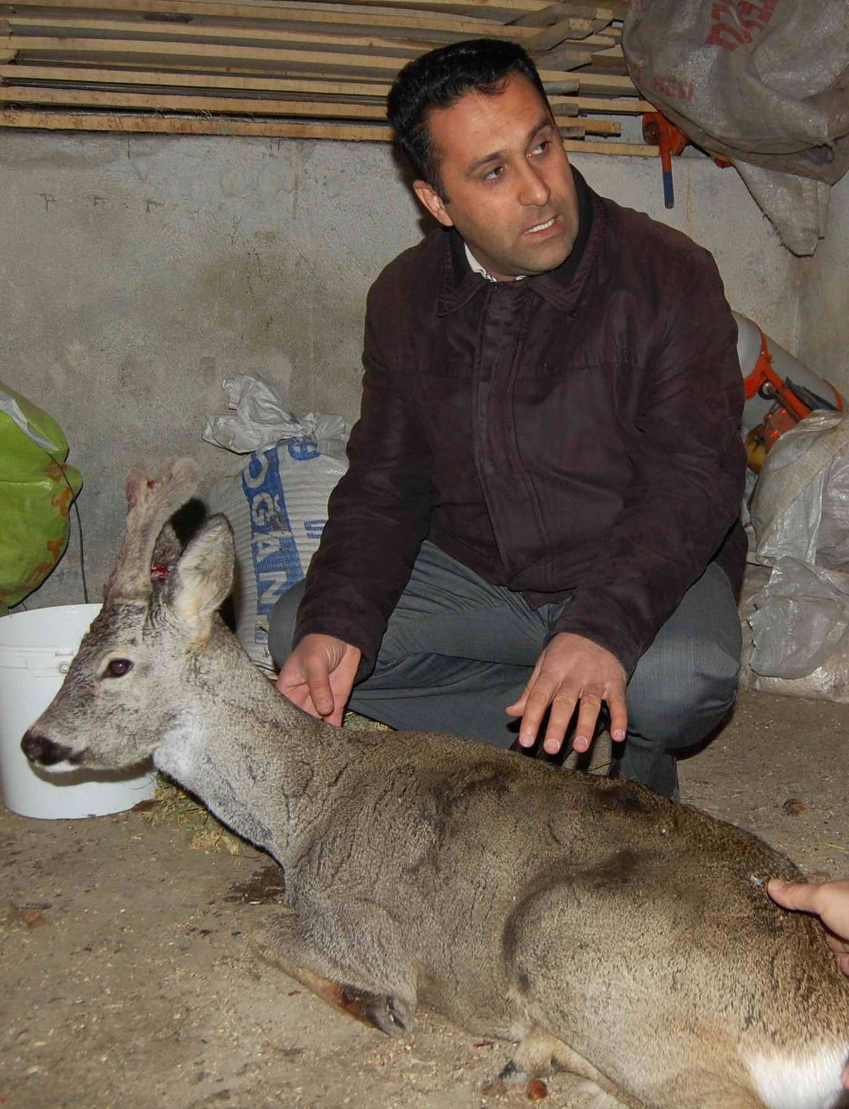 Tedavisi Tamamlanan Yavru Geyik Doğaya Bırakıldı