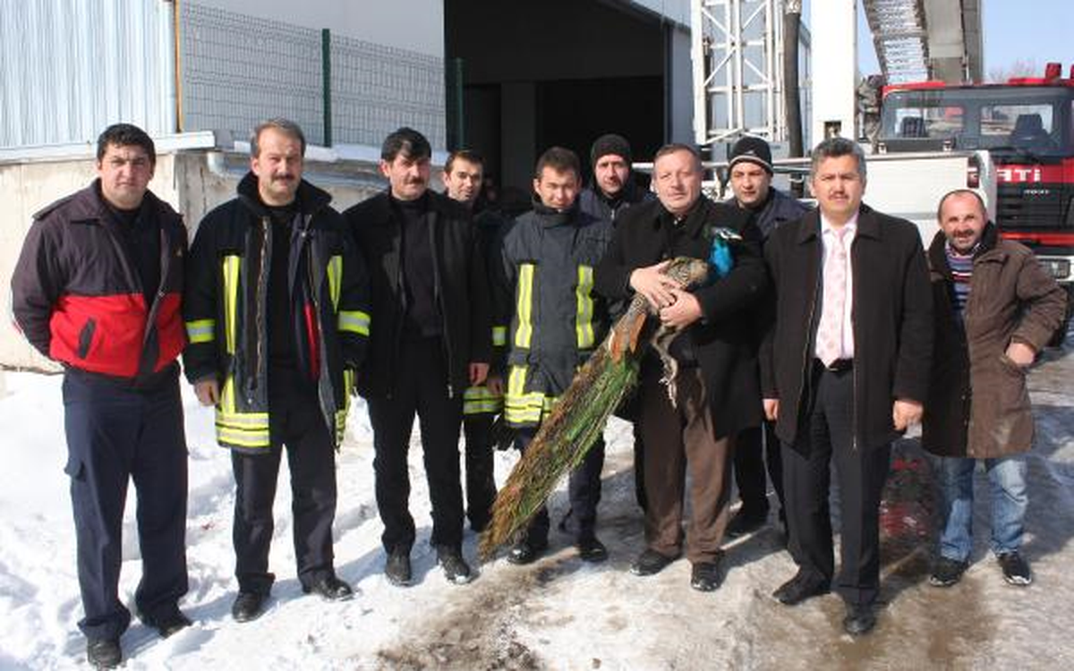 Yaralı Tavus Kuşunu İtfaiye Kurtardı