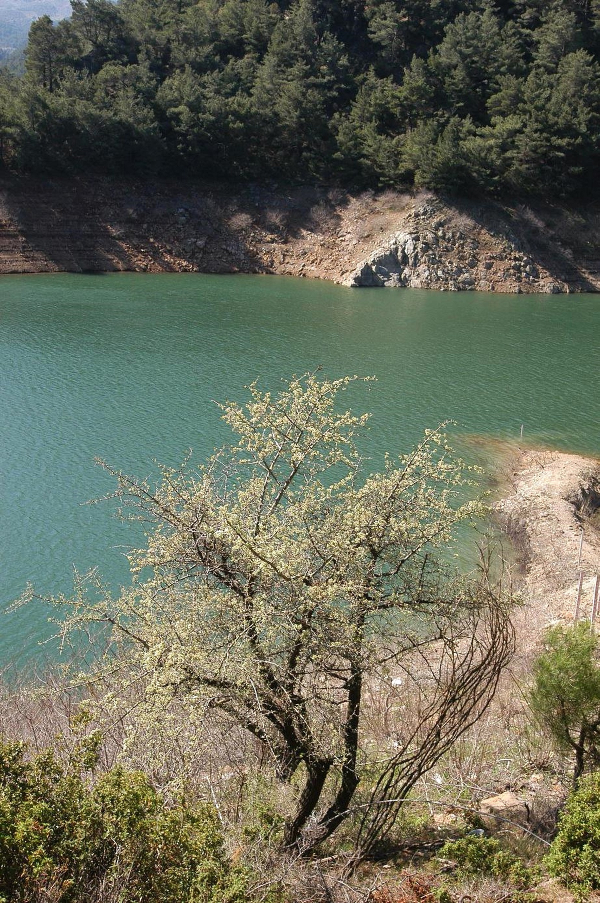 Büyükşehir, Bostanlı Barajı İçin Düğmeye Bastı