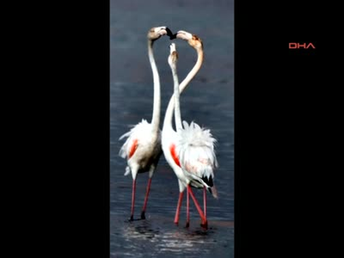 Flamingolardan 'Sevgiler Günü Pozu'