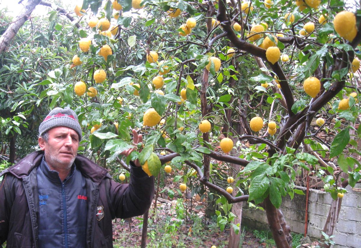 Limon Dalında Kaldı